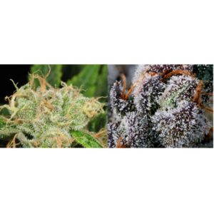 Flower Novice Combo – Two 1/8 oz Premium Cannabis Flower